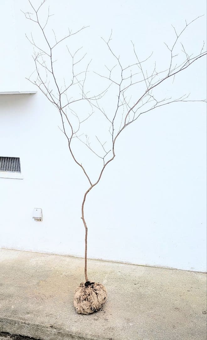 新春特価。山採りシロモジ。