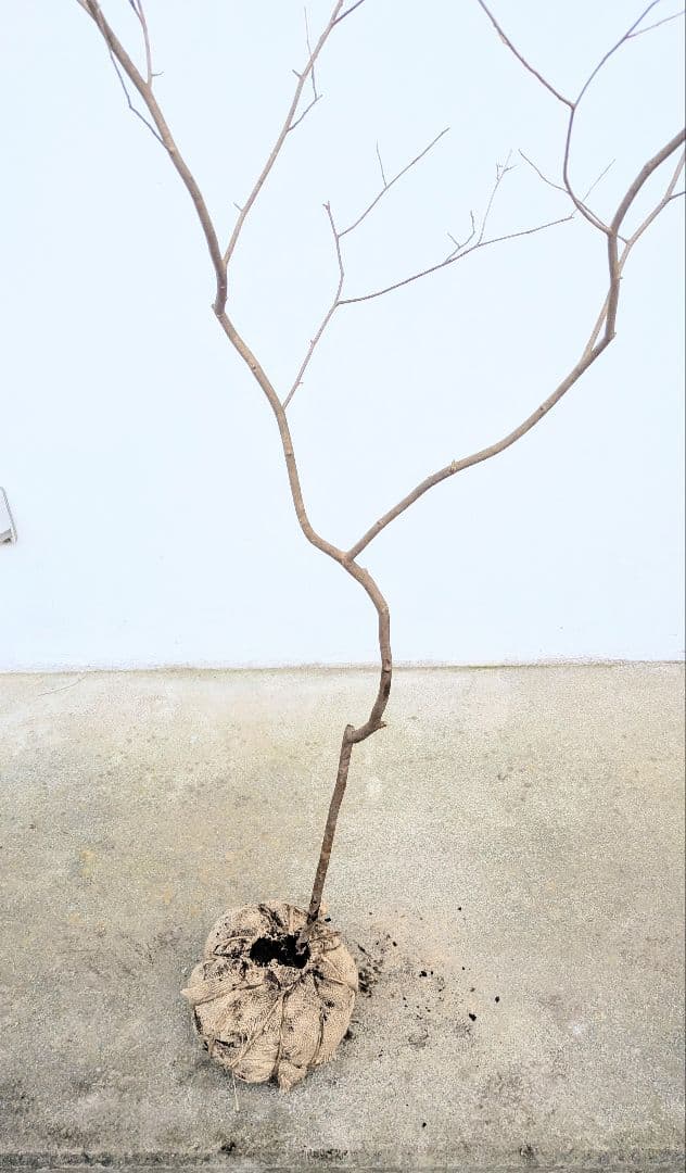 新春特価。山採りシロモジ。