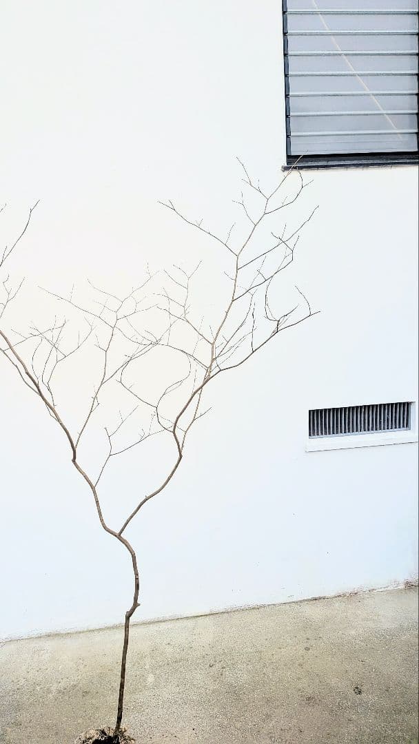 新春特価。山採りシロモジ。