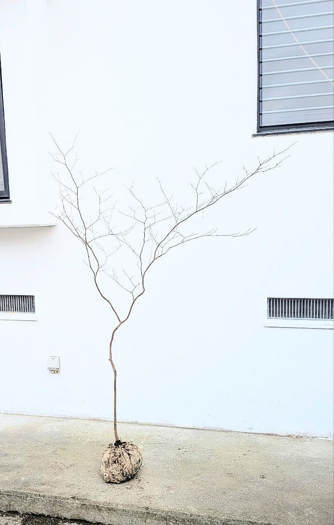 新春特価。山採りシロモジ。