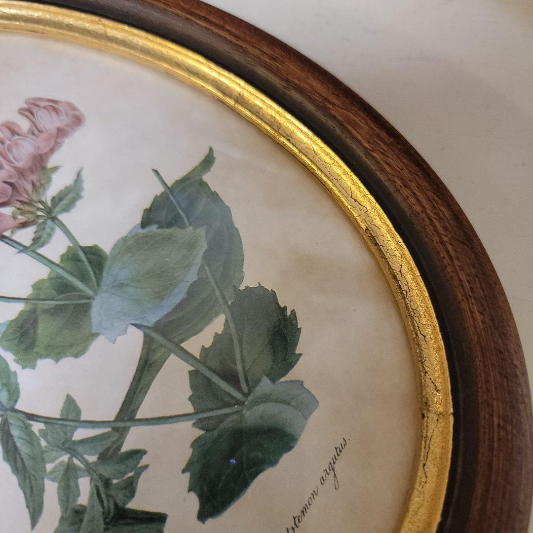 くれは様用です！！　ヴィンテージ　イタリア製　ボタニカルアート　2つ