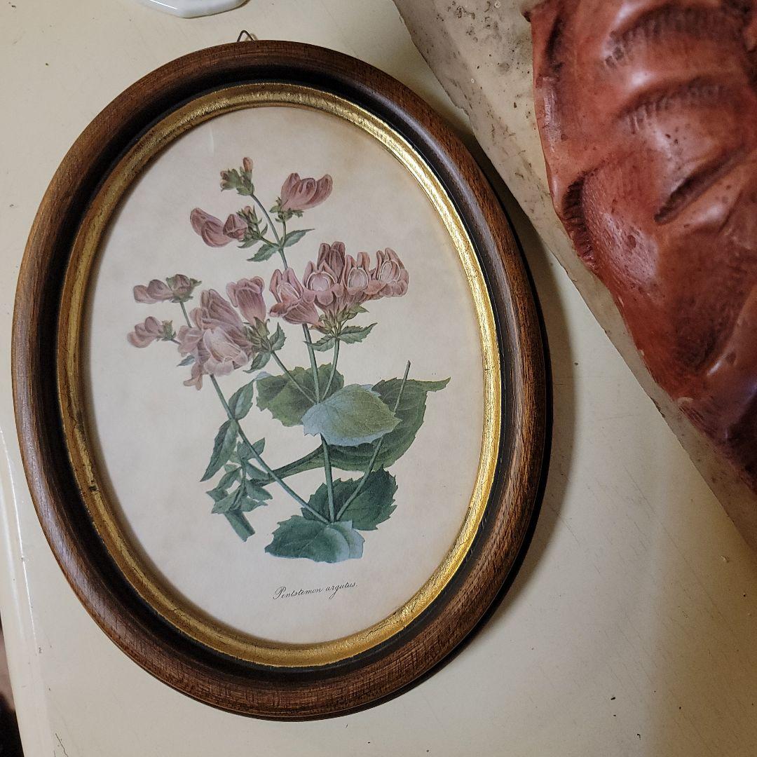 くれは様用です！！　ヴィンテージ　イタリア製　ボタニカルアート　2つ