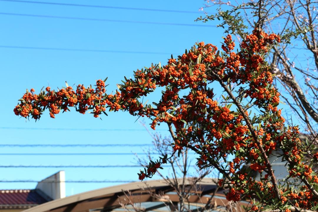 Canon 24-105mm Ｆ４－７．１　ＳＴＭ　ズームレンズ