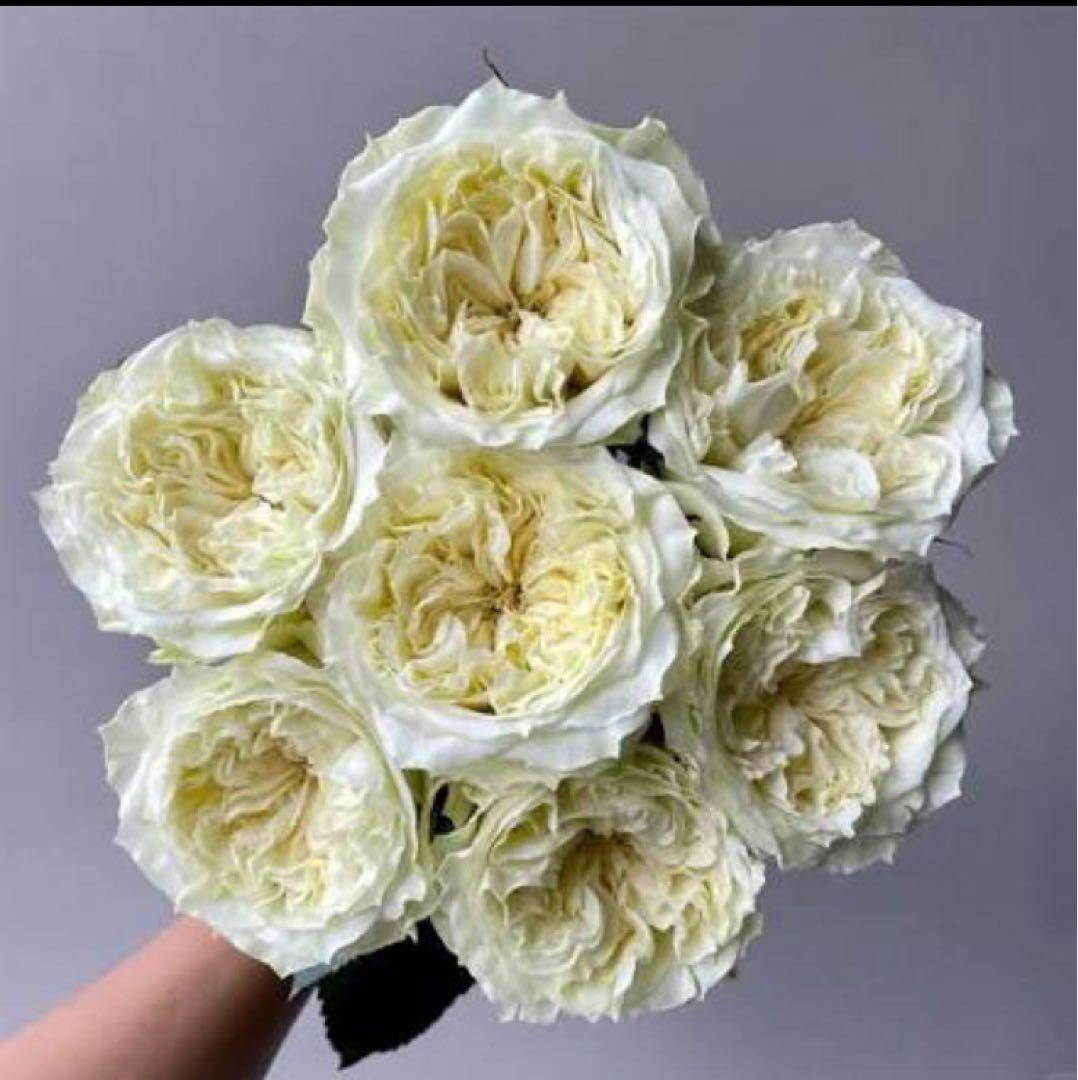 Mie様　のご注文ベジです