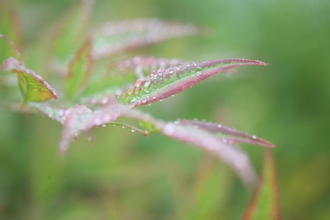 あ*ひ様 【ジャンク品】Canon EF 100mm F2.8 Macro US