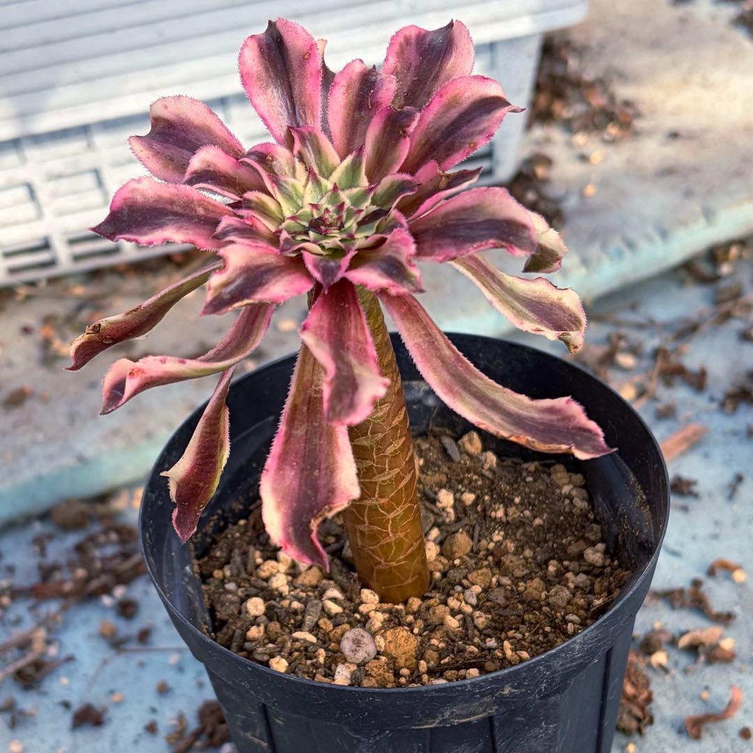 リリー☆様のお部屋　アエオニウム　V錦錦　紫浪　抜き苗