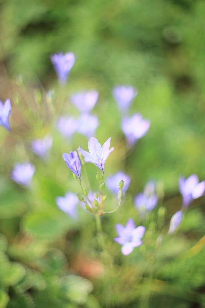 《希少》RICOH XR RIKENON 50mm F1.4 【美品】