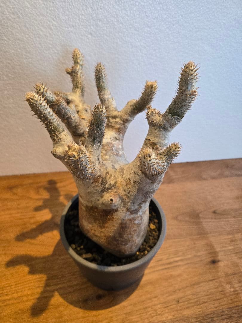 イノピナツム　塊根植物