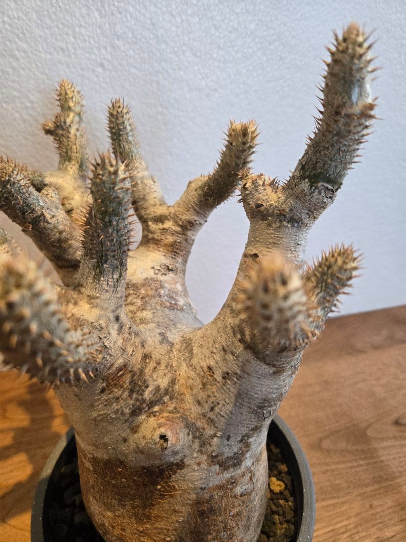 イノピナツム　塊根植物