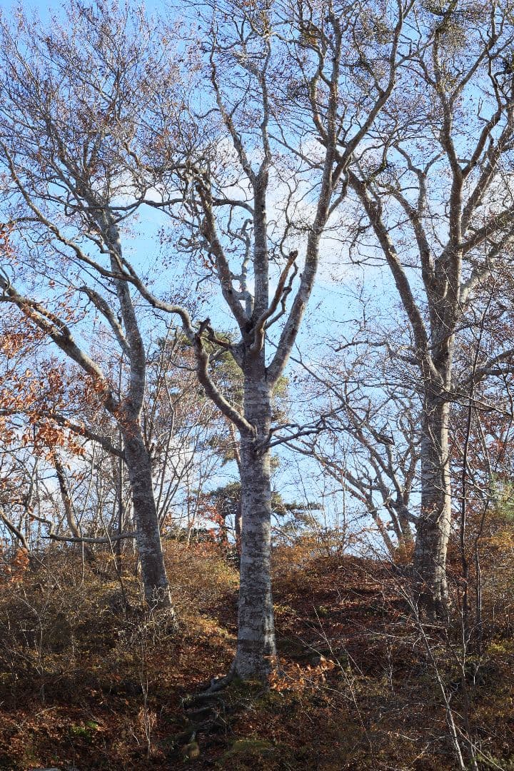 Super-Takumar 55mm F1.8 初期型 S/N：842127