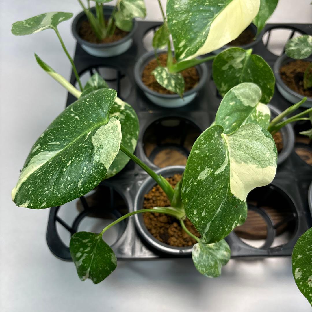 r*8様 10株セットMS134【特別選抜】モンステラ・タイコンステレーション