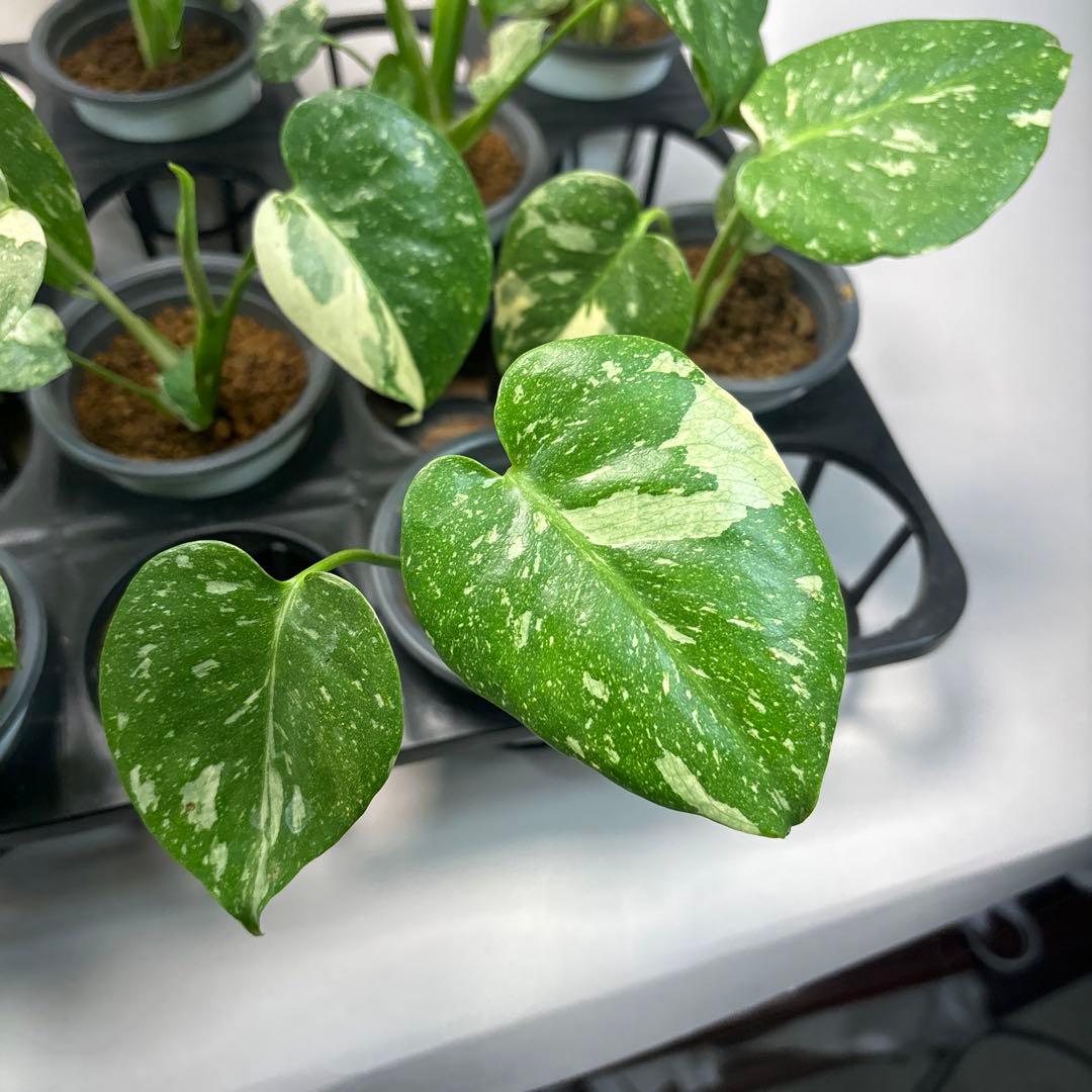 r*8様 10株セットMS134【特別選抜】モンステラ・タイコンステレーション