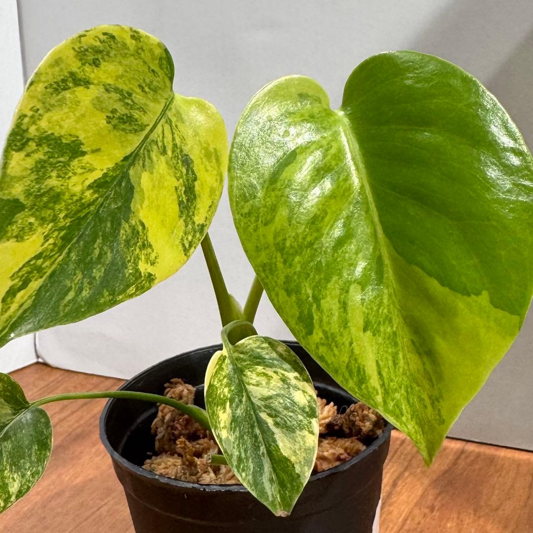K*n様 美斑　モンステラ　デリシオーサ　イエローマリリン