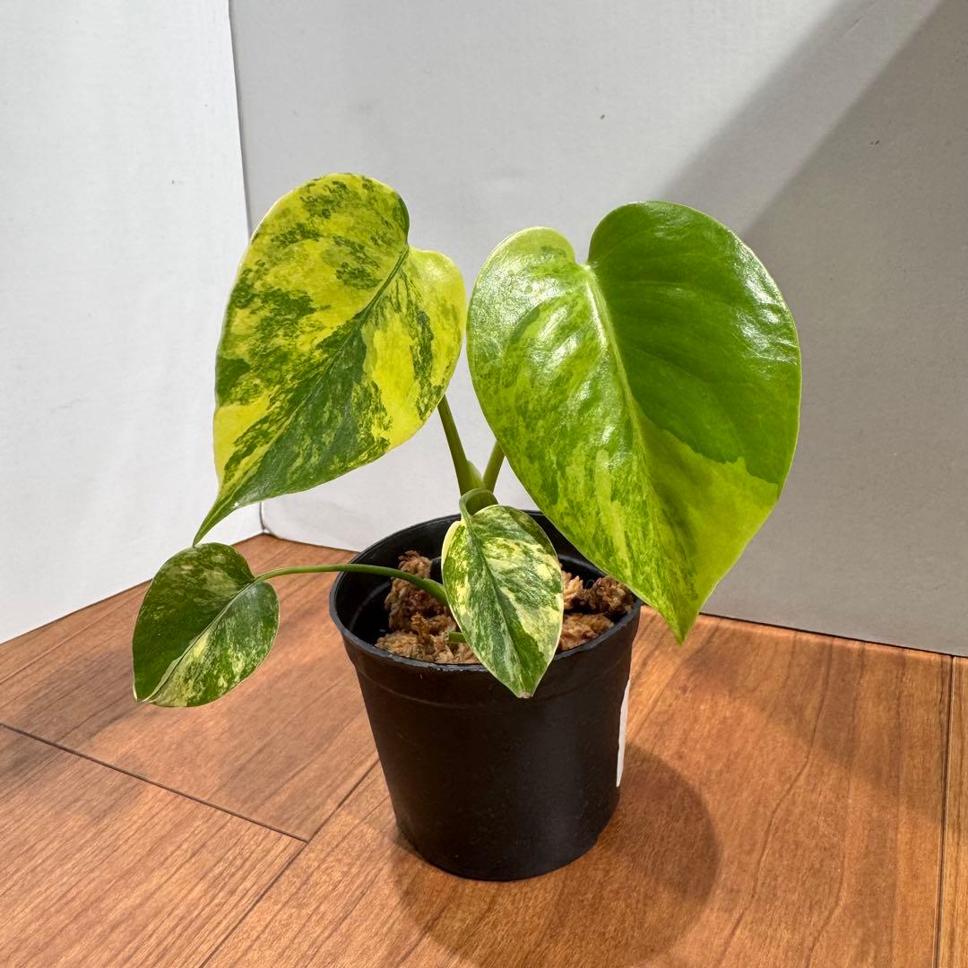 K*n様 美斑　モンステラ　デリシオーサ　イエローマリリン