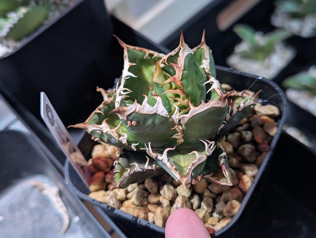 meruseさん用ページ