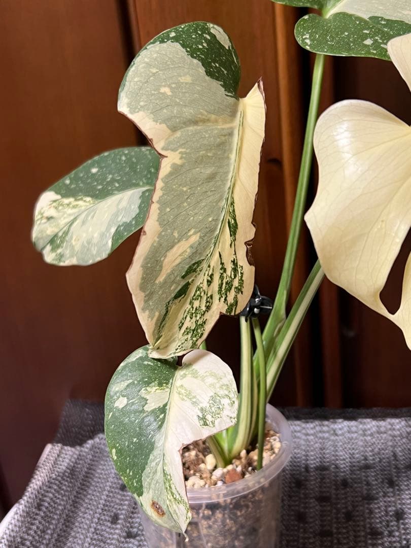 K*y様 斑入りモンステラデリショーサクリームブリュレ