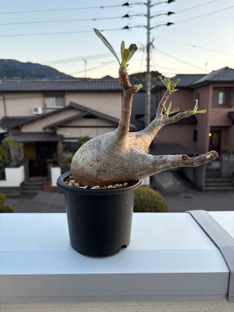 ひ*ー様 パキポディウムグラキリス