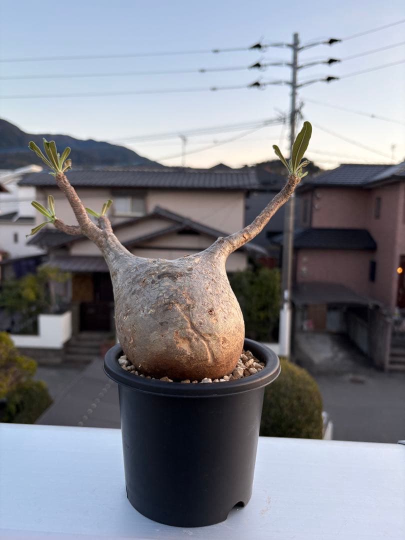 ひ*ー様 パキポディウムグラキリス