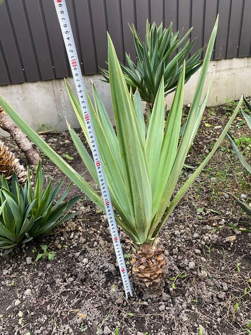 ユッカ グロリオサ　アツバキミガヨラン中株