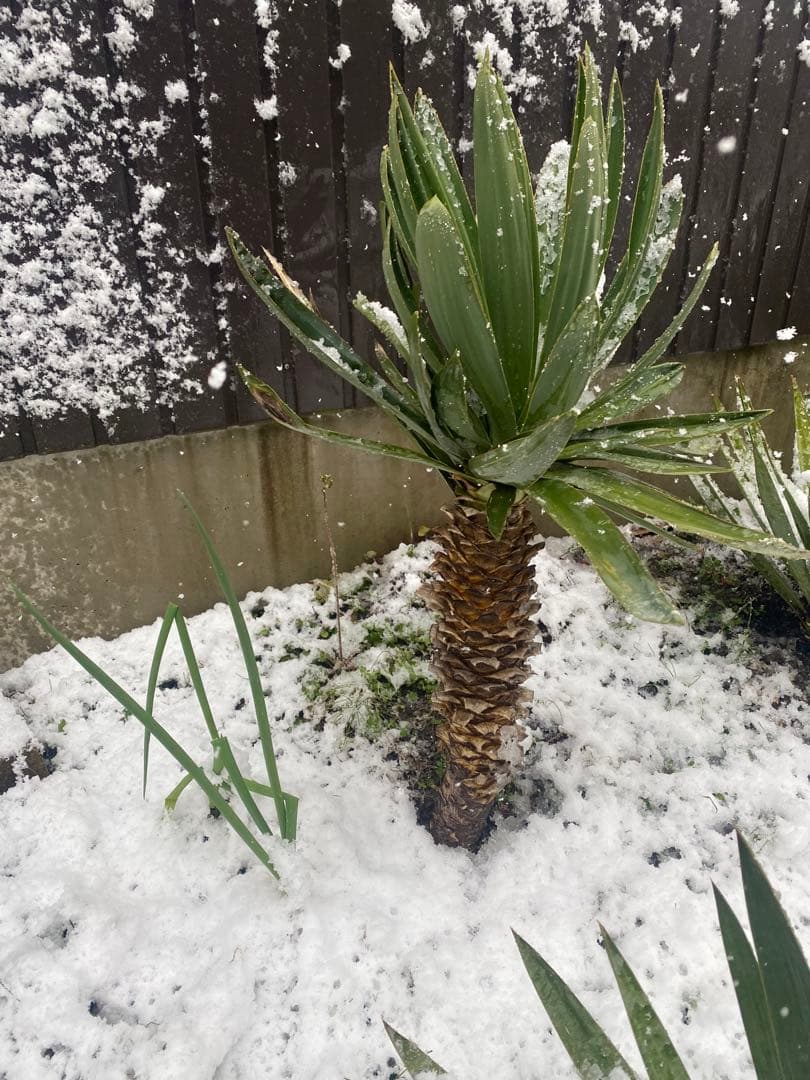 ユッカ グロリオサ　アツバキミガヨラン中株