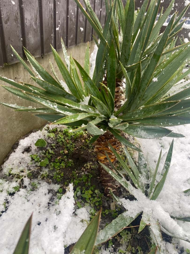 ユッカ グロリオサ　アツバキミガヨラン中株