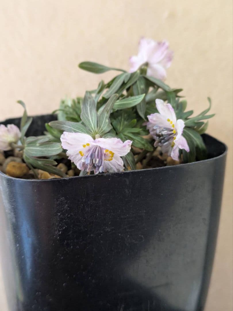 (2)セツブンソウ　赤花　5花