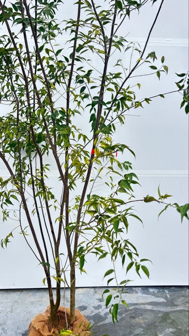 超特大サイズ 細く美しく繊細な樹形 ハイノキ 株立 715 樹高2.7m位