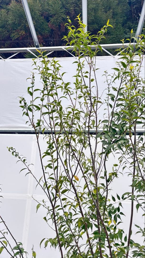 超特大サイズ 細く美しく繊細な樹形 ハイノキ 株立 715 樹高2.7m位