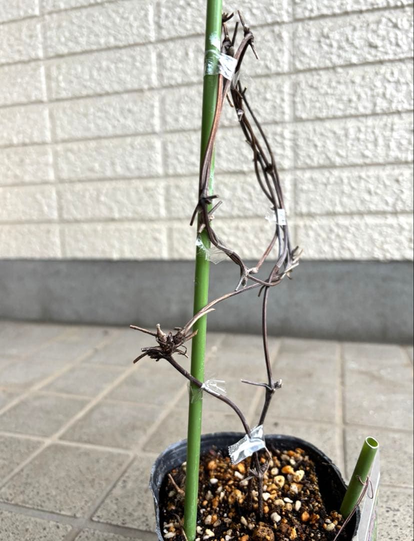 クレマチス　苗　マクロペタラウェッセルトン　アトラゲネ系　宿根草