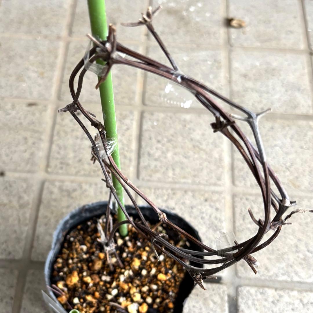 クレマチス　苗　マクロペタラウェッセルトン　アトラゲネ系　宿根草