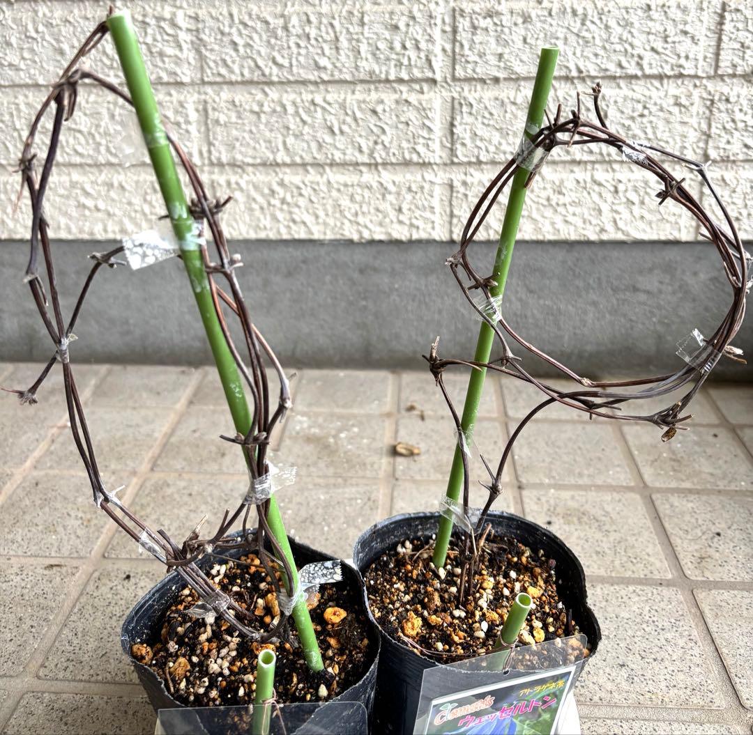 クレマチス　苗　マクロペタラウェッセルトン　アトラゲネ系　宿根草