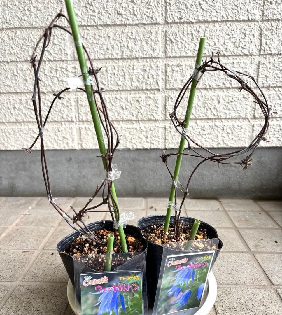 クレマチス　苗　マクロペタラウェッセルトン　アトラゲネ系　宿根草