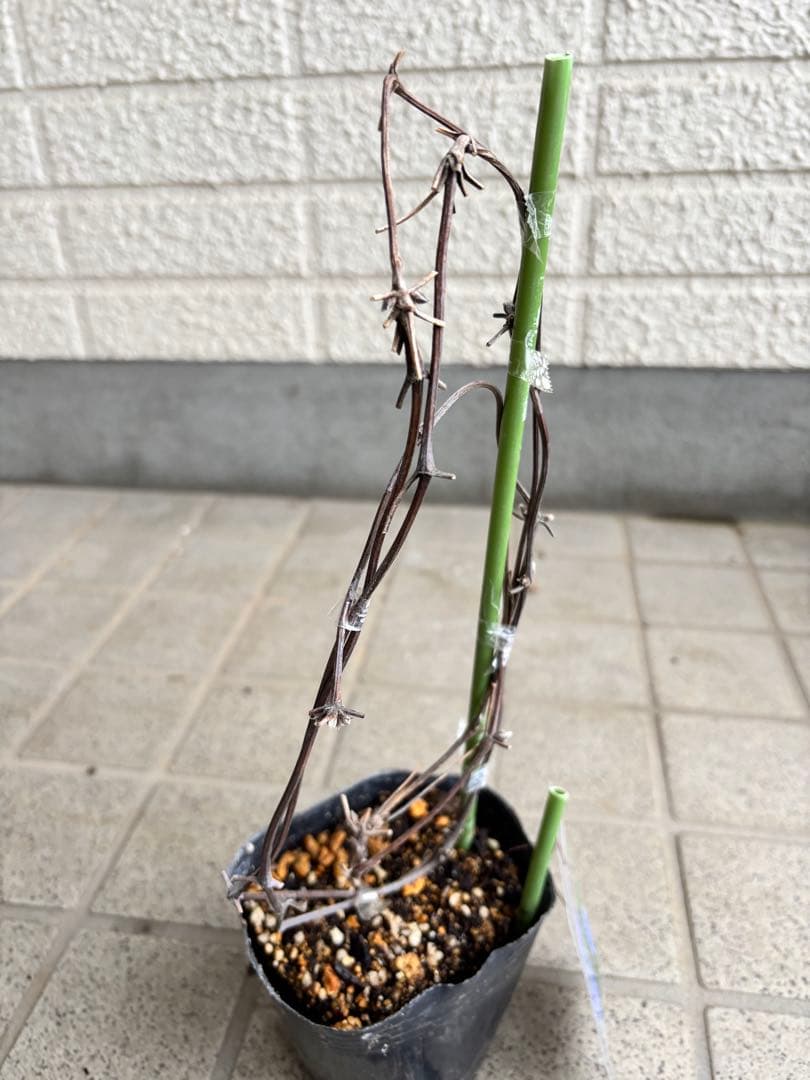 クレマチス　苗　マクロペタラウェッセルトン　アトラゲネ系　宿根草