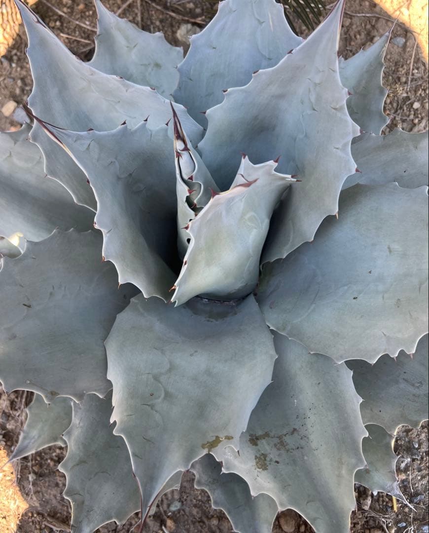 アガベ オバティフォリア フロスティブルー 60cm超