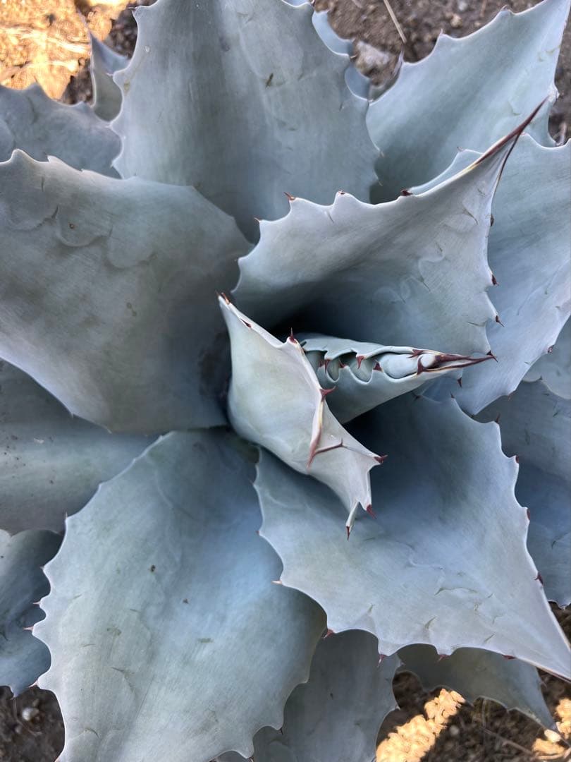 アガベ オバティフォリア フロスティブルー 60cm超