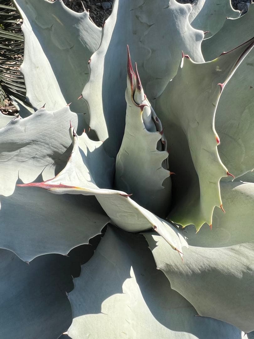 アガベ オバティフォリア フロスティブルー 60cm超