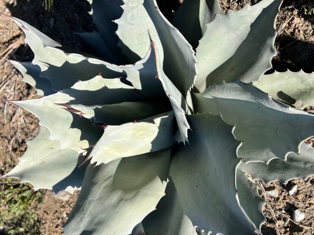 アガベ オバティフォリア フロスティブルー 60cm超