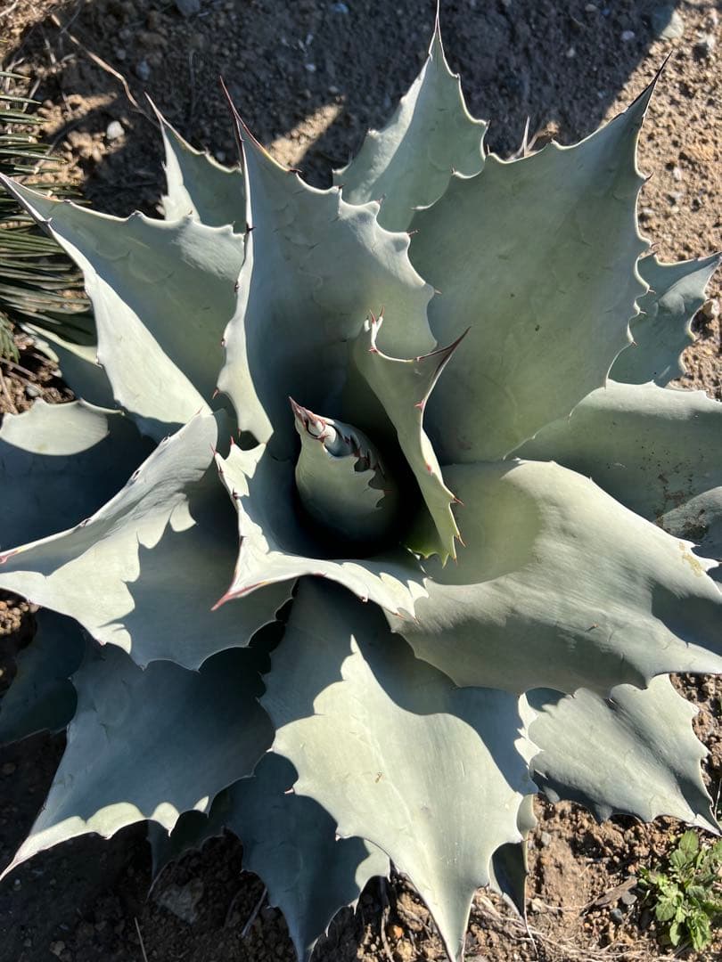 アガベ オバティフォリア フロスティブルー 60cm超