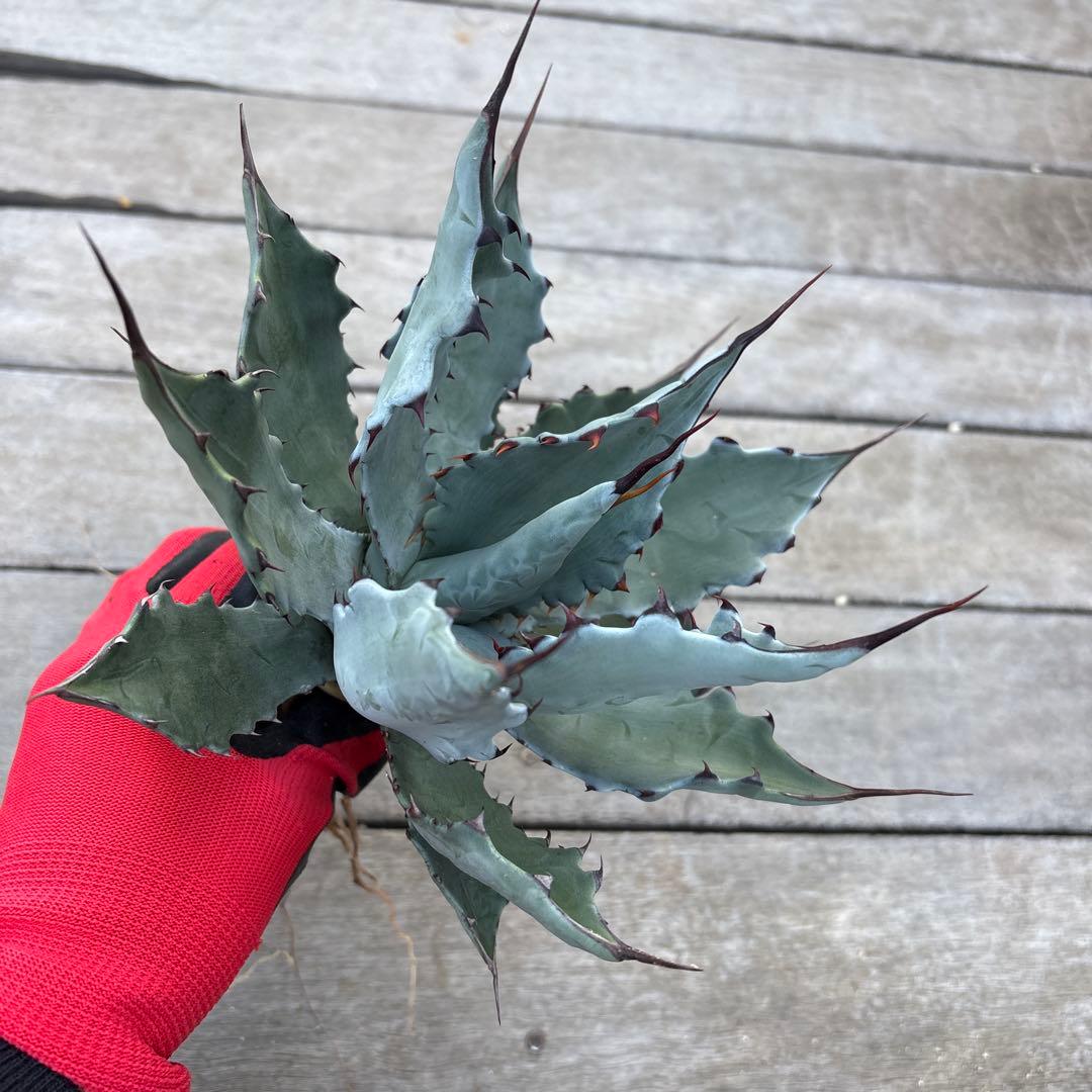 アガベ コロラータ　陽炎