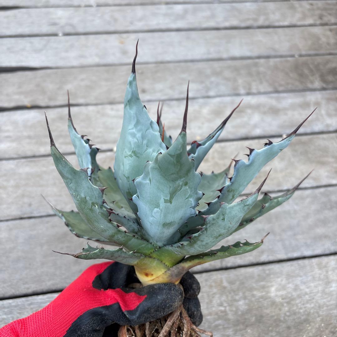 アガベ コロラータ　陽炎