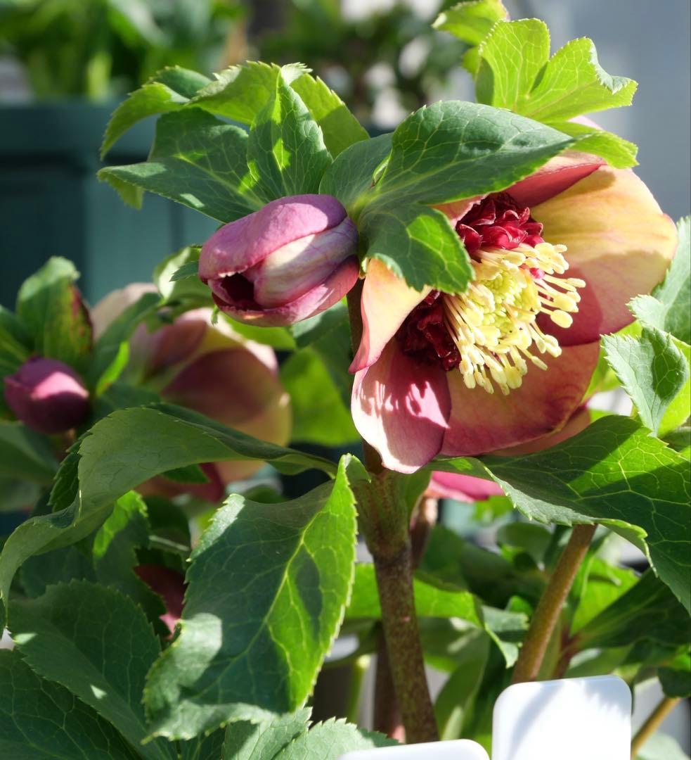 クリスマスローズ 認定モーリー 加藤農園