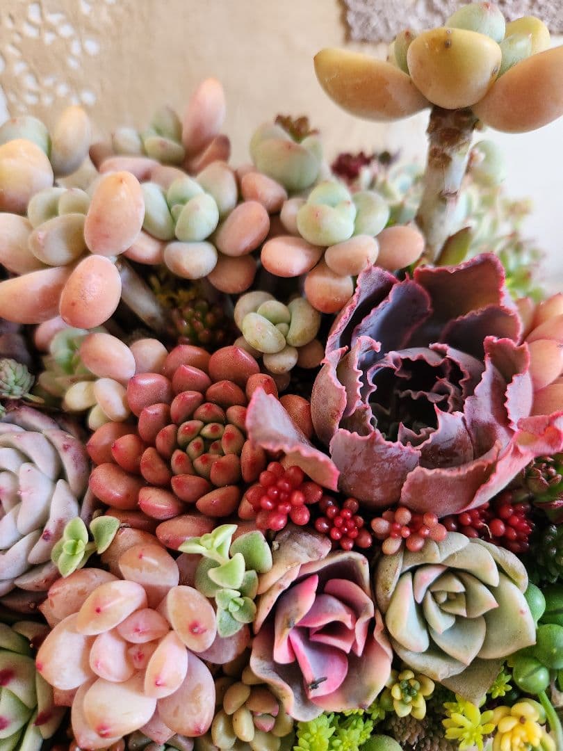 多肉植物寄せ植え　そのまま飾れる　大きなブリキ☆*