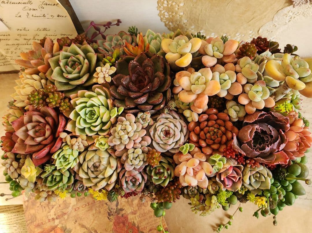 多肉植物寄せ植え　そのまま飾れる　大きなブリキ☆*