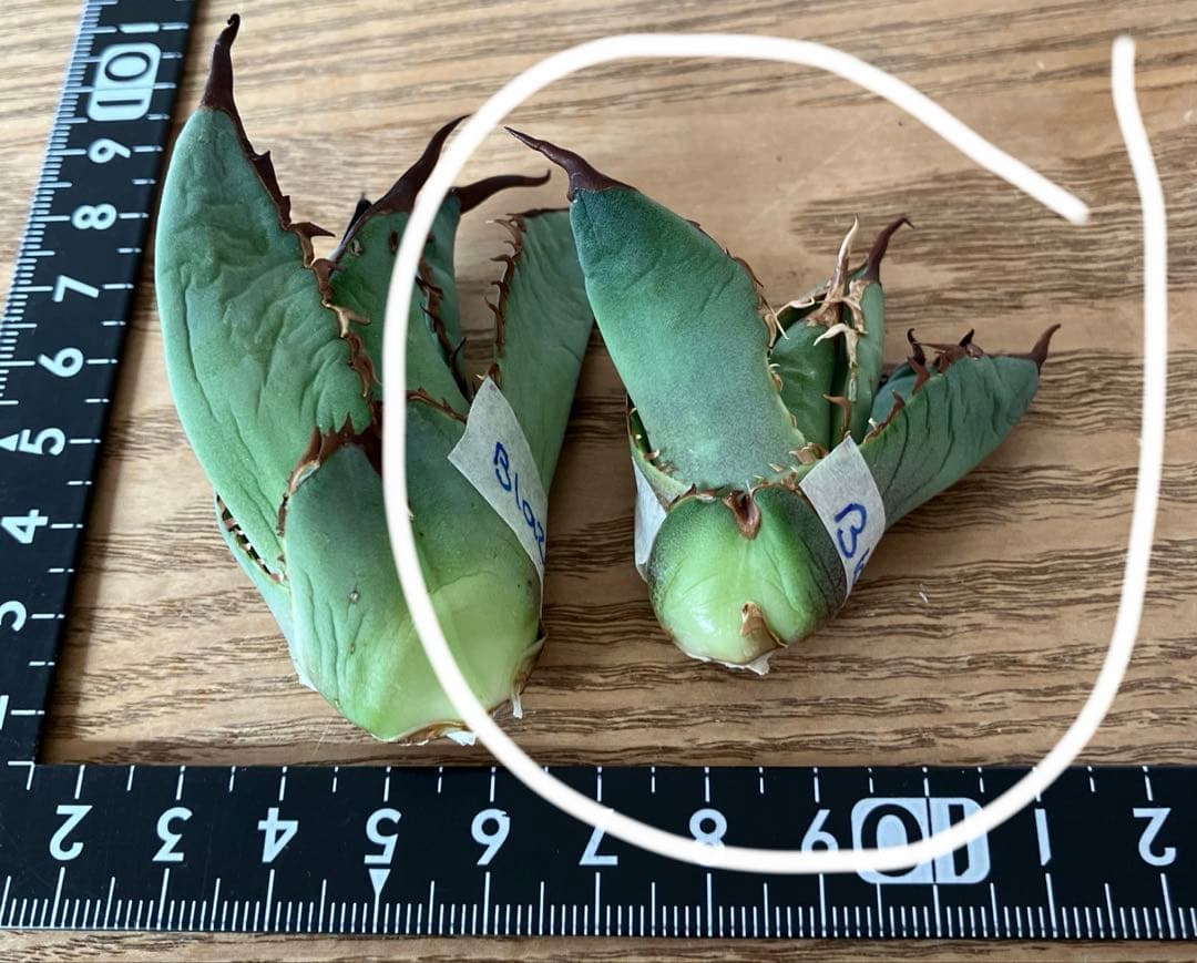 匿名配送【初売り】②REZA産　イラン株　アガベ　BLAZE ブレイズ