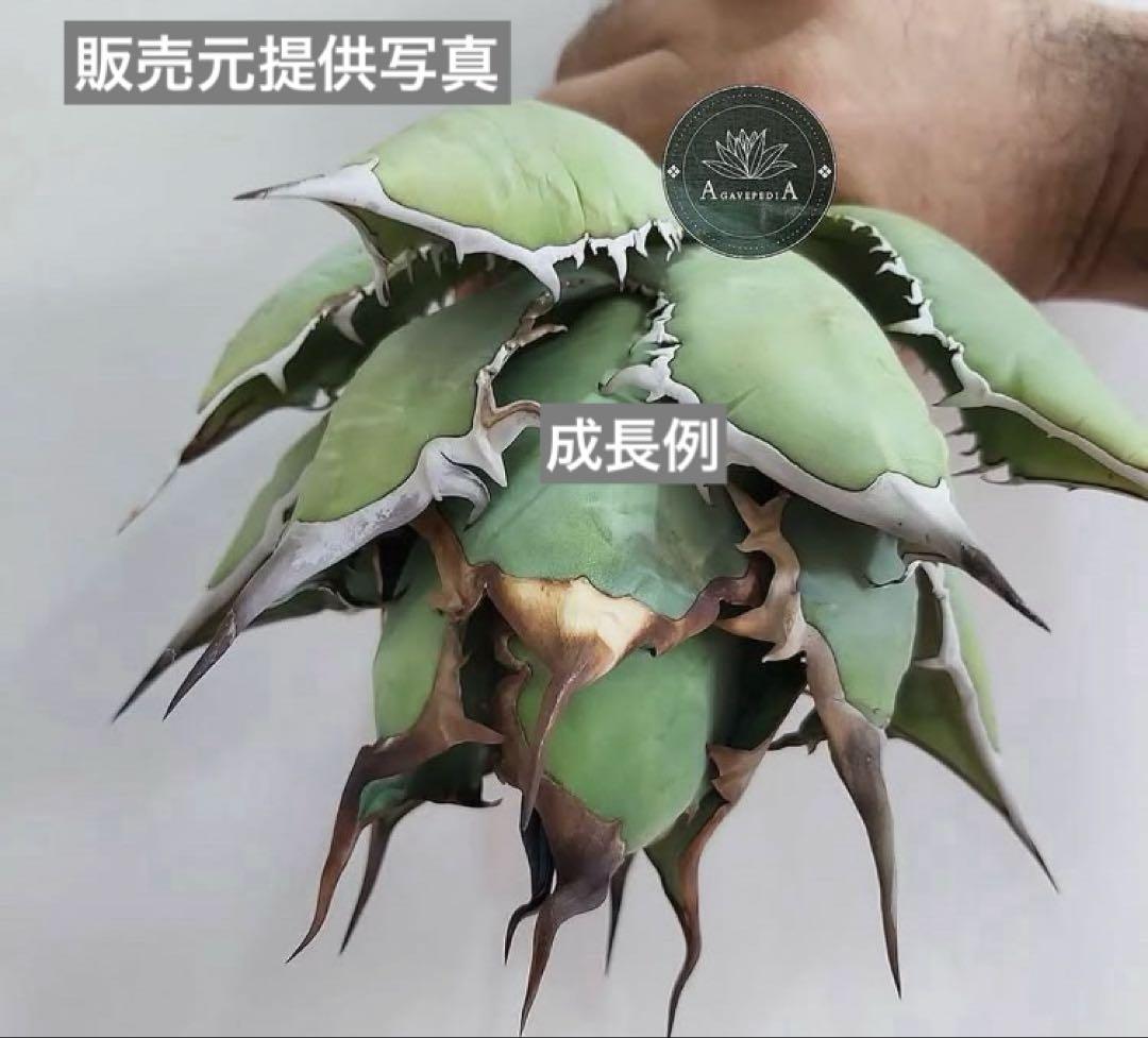 匿名配送【初売り】②REZA産　イラン株　アガベ　BLAZE ブレイズ