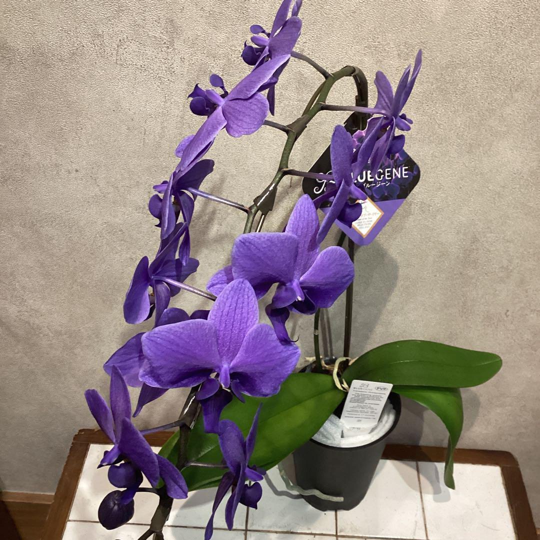 入荷少なめです❗️超希少❗️胡蝶蘭❤️ブルージーン　1本立