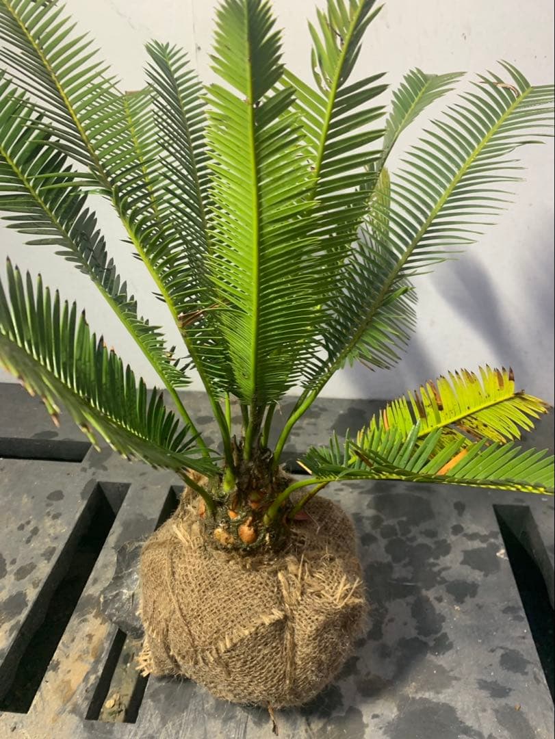 ディオーン　エデュレ　WEIRDO_t.kページ