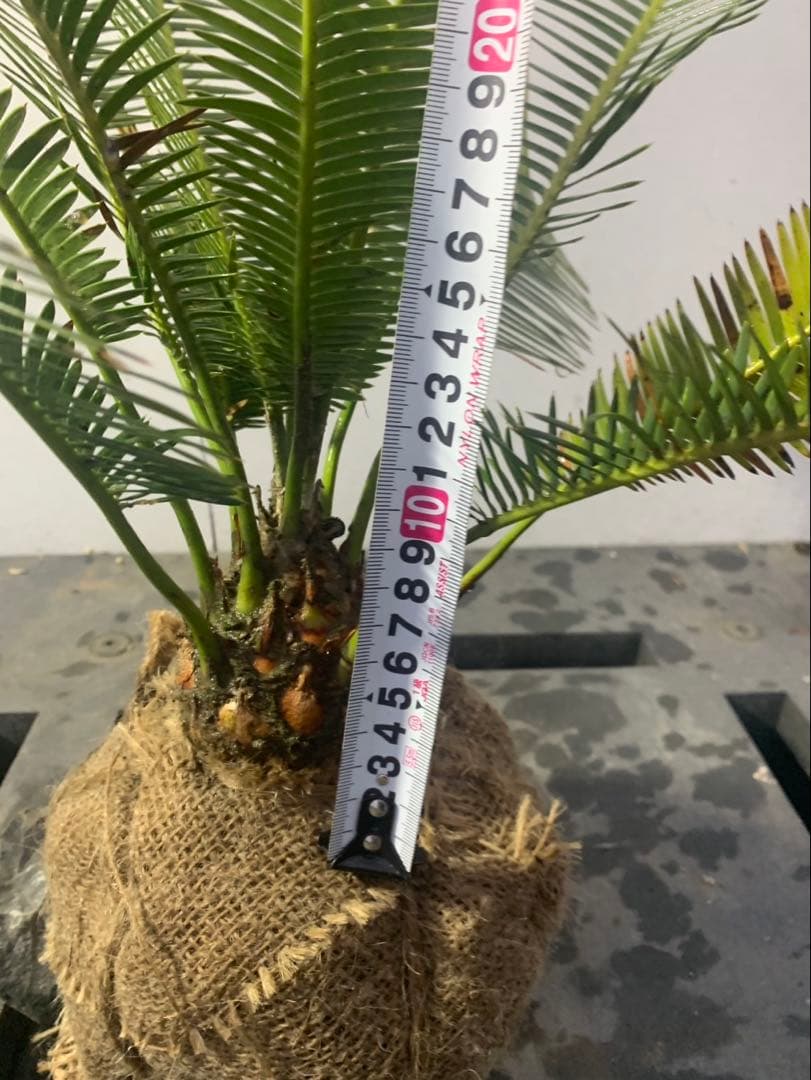 ディオーン　エデュレ　WEIRDO_t.kページ