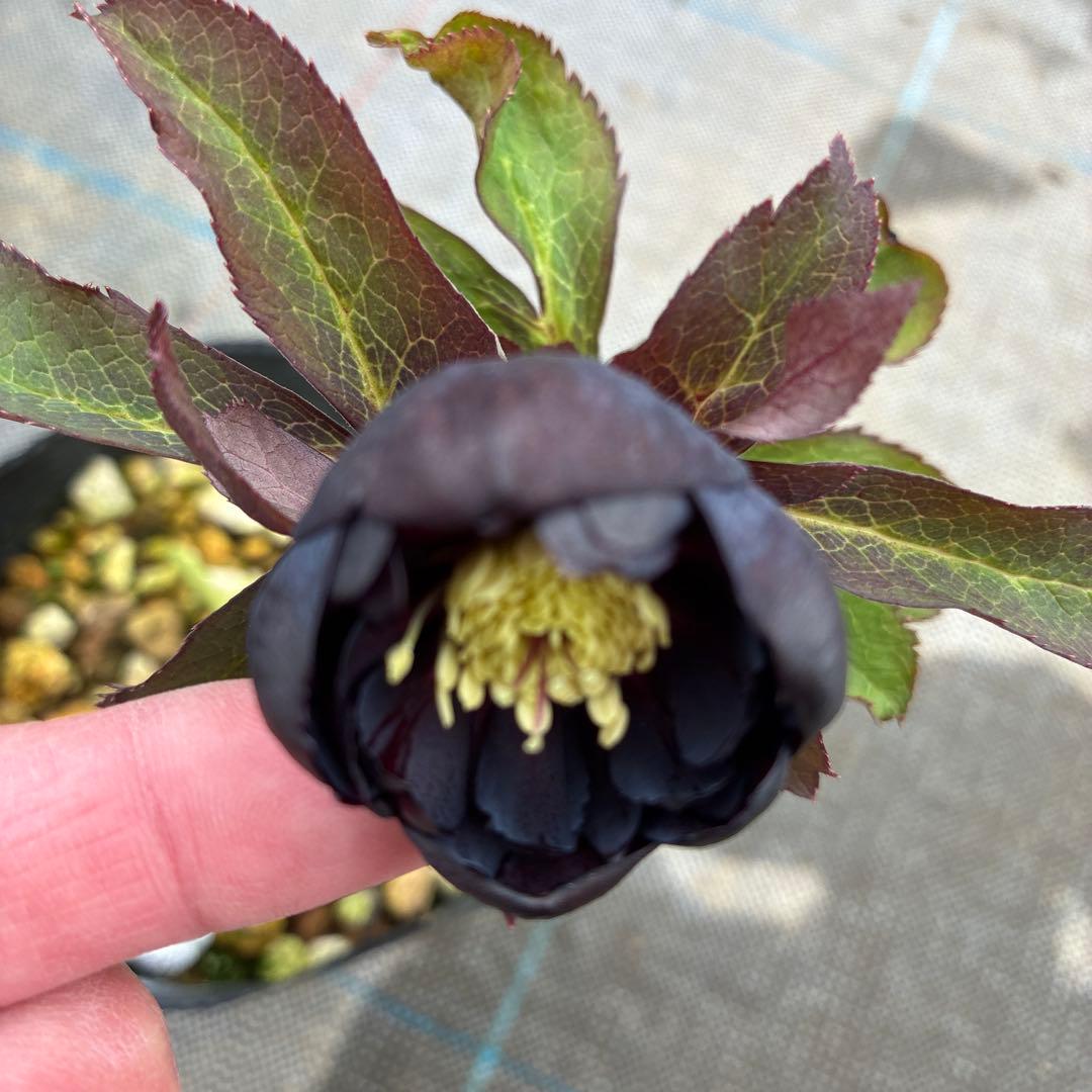 クリスマスローズ　ブラックフラッシュカップ咲き　珍しい？　4.5寸