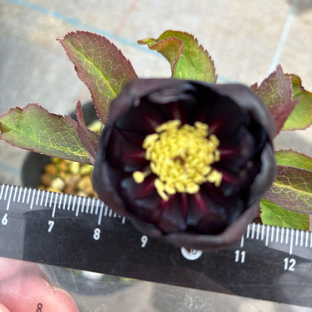 クリスマスローズ　ブラックフラッシュカップ咲き　珍しい？　4.5寸